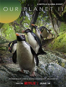 圣皮埃尔的寡妇